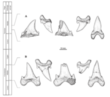 Schéma montrant les différences morphologiques dentaires de Cardabiodon ricki (B) et Cardabiodon venator (A).