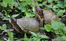 Photograph of a male turtle mounting a female