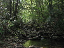 一條小溪流過光滑的岩石，穿過鬱鬱蔥蔥的綠色植被。陽光從一些樹葉上反射下來，而其他地方處在濃蔭中。