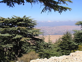 Ceedre van de Libanon in 't Bus-rezervoat Al Shouf, Barouk, Libanon