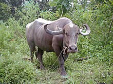 Water-buffalo.jpg