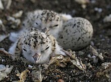 Western snowy plover chicks