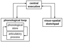 Baddeley's model of working memory Working memory model.svg