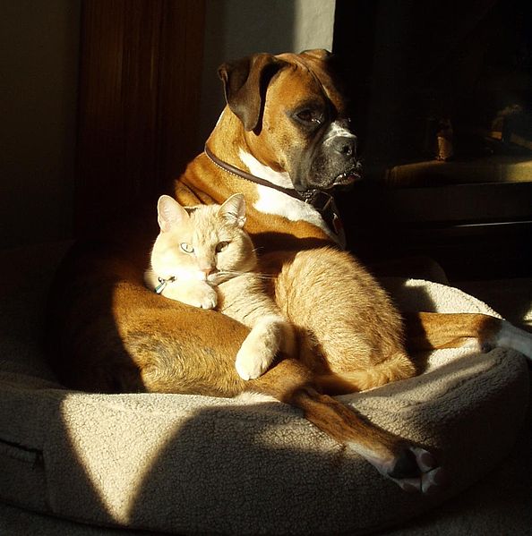 Boxer & Cat