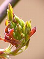 Buds in early spring