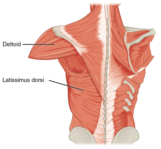 File:1119 Muscles that Move the Humerus b.png