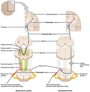 "File:1417 Ascending Pathways of Spinal Cord.jpg" by OpenStax College is licensed under CC BY 3.0