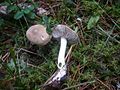 2012-04-11 Tricholoma indamoenum (Fr.) 
 Gildet 212140. jpg