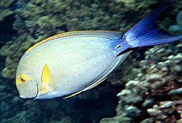 Geltonpelekis jūrų chirurgas (Acanthurus xanthopterus)