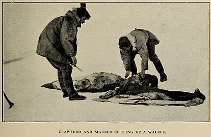 Crawford a Maurer porcují mrože