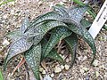 Aloe deltoideodonta