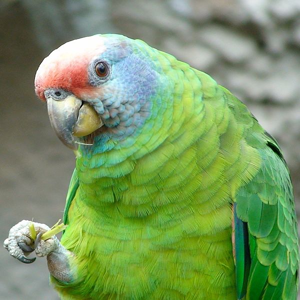 600px-Amazona_brasiliensis_-upper_body-8a-1c.jpg