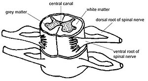 spinal cord.