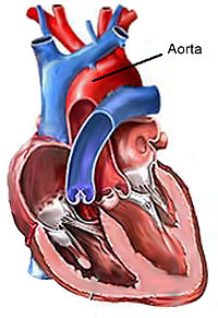 Hovedpulsåren Aorta