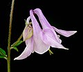 Aquilegia vulgaris