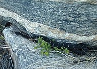 Аризона Черная гремучая змея.jpg