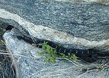 Аризона Черная гремучая змея.jpg