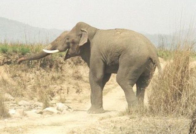 File:Asian_Elephant_in_Corbett_National_Park.jpg