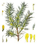 Astragalus adscendens — Астрагал восходящий