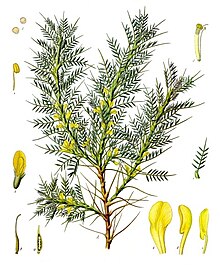 Astragalus brachycalyx - Köhler–s Medizinal-Pflanzen-166.jpg