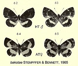 Micropentila bakotae