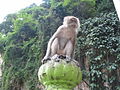 Macaque crabier femelle à l'entrée les grottes de Batu caves. ]]