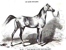 Gravure représentant un cheval gris de profil attaché à un anneau dans un mur.