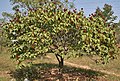 Tangkal Galinggem meuhpeuy buah di Hyderabad, India