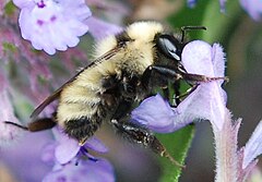 Description de l'image Bombus fervidus ( Golden Northern Bumble Bee).jpg.