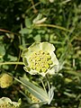 Bupleurum stellatum