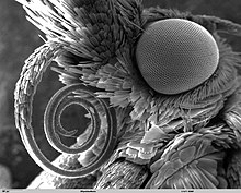 SEM microphoto of the head of a snout moth - note the "snout" (labial palps) extending to the upper left above the proboscis Butterfly tongue.jpg