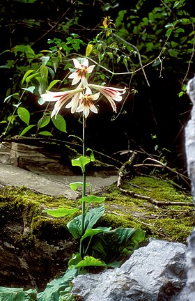 Cardiocrinum giganteum