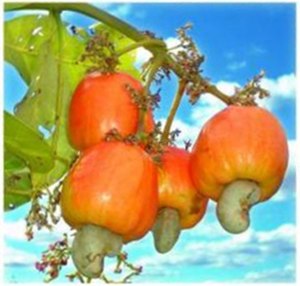 English: Red cashew apple
