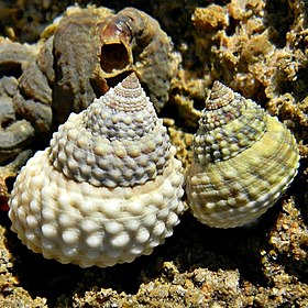 Duas conchas, com o animal, de C. muricatus (Linnaeus, 1758)[1]; em North Palm Beach, Flórida, Estados Unidos.