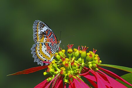 Ventral view