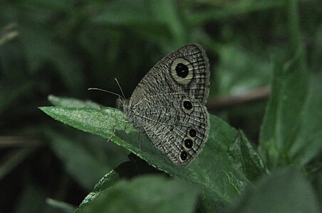 Ventral view