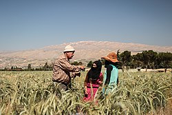 Crops harvested for ICARDA in Terbol