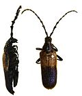 Miniatura para Desmocerus palliatus