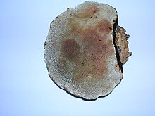 The blushing bracket showing the red bruising, which is one identification characteristic Daedaleopsis confragrosa Eglinton.JPG