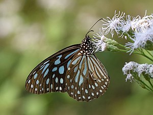 Tirumala septentrionis тюрден данаида-гёбелек