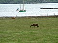 Deer, Cattle and Boats At Glenmore Bay.