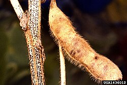 Danos causados por Diaporthe numa planta de soja.