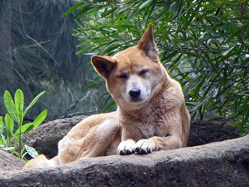 Fájl:Dingo Perth Zoo SMC Sept 2005.jpg