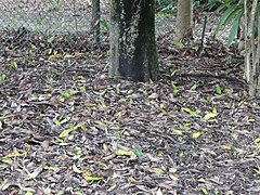 Base of trunk and numerous seedlings