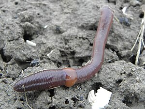 Earthworm Earthworm