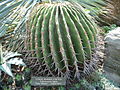 Large barrel cactus