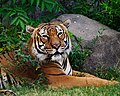 Tiger (Panthera tigris)