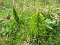 Equisetum telmateia - Habitus