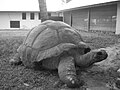 Черепаха Есмеральда
