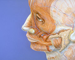Illustration of human head with muscles and glands visible